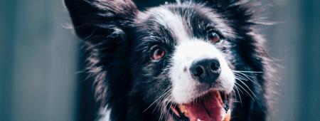 Happy dogs